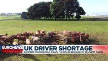 Lack of lorry drivers forcing UK farmers to throw litres of milk away