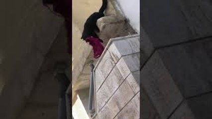 Cat Brings Unknown Bra into my House