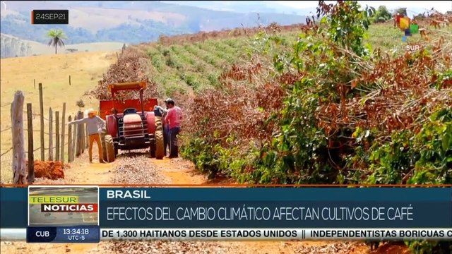 Brasil: Cambio climático afecta en más de un 30% los cultivos de café