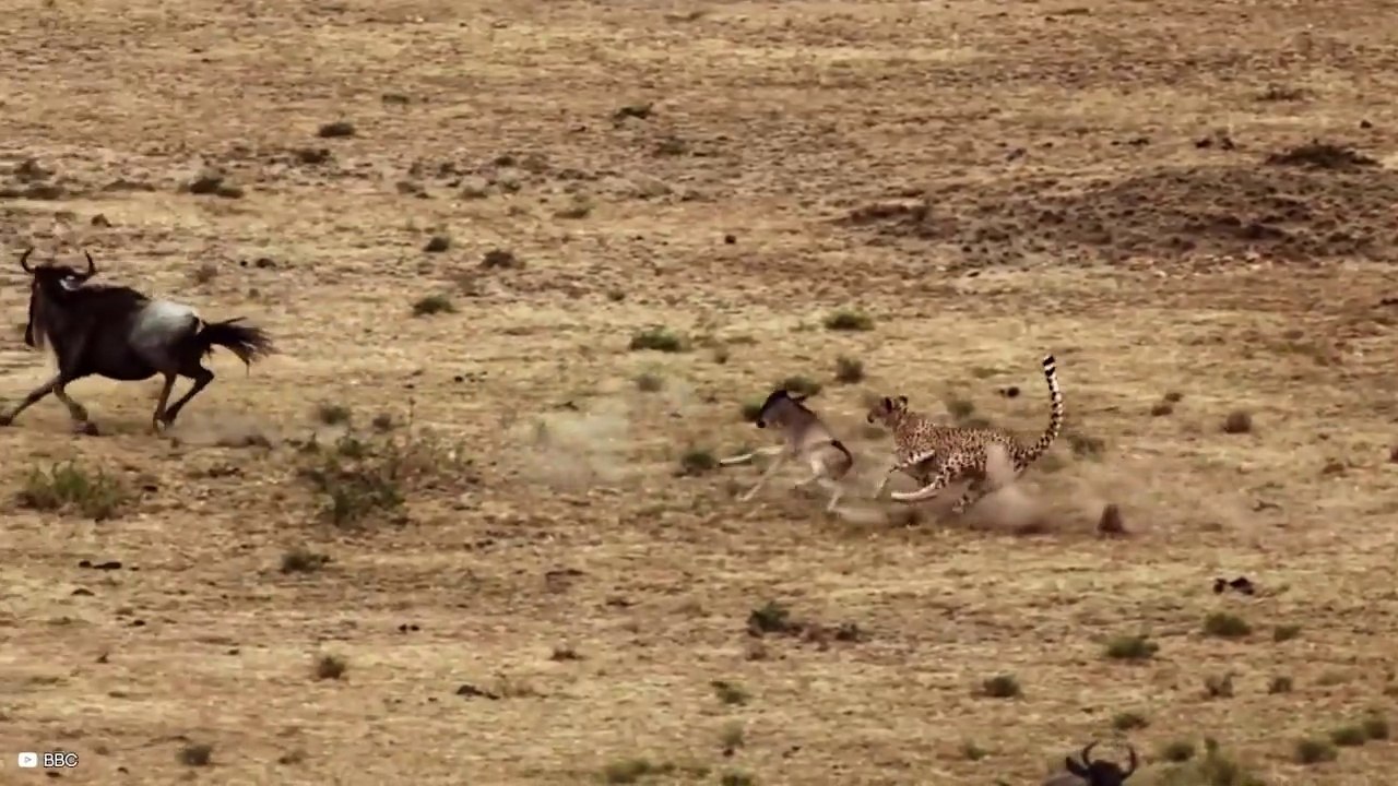 15 Drastically Unbelievable Moments Of A Predator Hunting