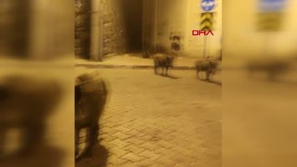 GÖRÜNTÜLEDİĞİ DOMUZA, 'BİRADER NE VAR NE YOK' DİYE SESLENDİ