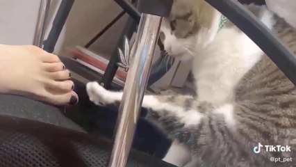 Cutest  animals Videos Compilation Cute Animals