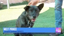 Meet Royalty at the Yavapai Humane Society