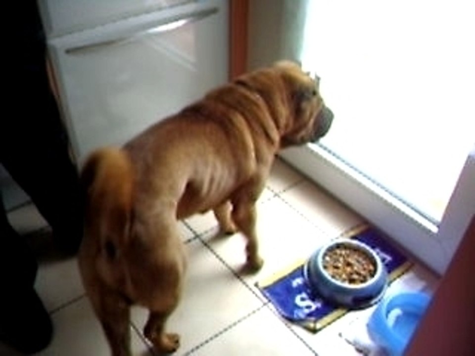 Mumbaï voit un chat ... bouuuuuuuuuuuuuuuuh!!