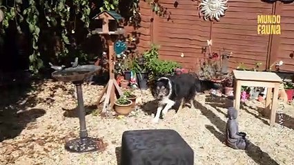 Dave, el perrito que desconcierta a los médicos al caminar perfectamente a pesar de su ceguera