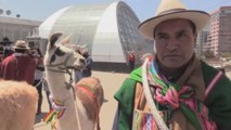 Desfile de llamas en La Paz exhibe el potencial económico de los animales