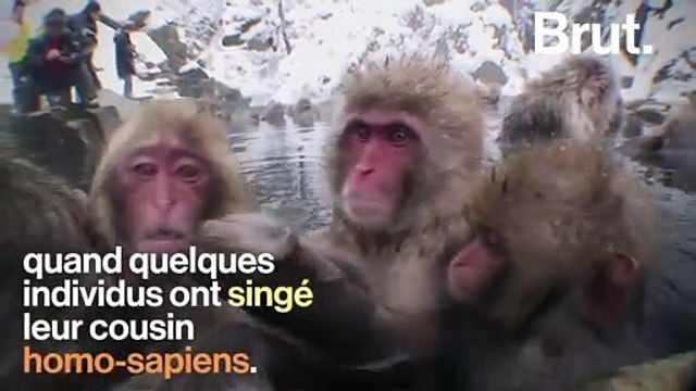 Pourquoi certains macaques aiment les sources d'eau chaude
