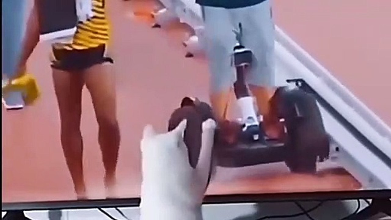 kumpulan video lucu tahan tawa 2 menit_