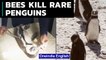 South Africa: A swarm of bees kills endangered penguins | Oneindia News