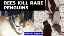 South Africa: A swarm of bees kills endangered penguins | Oneindia News