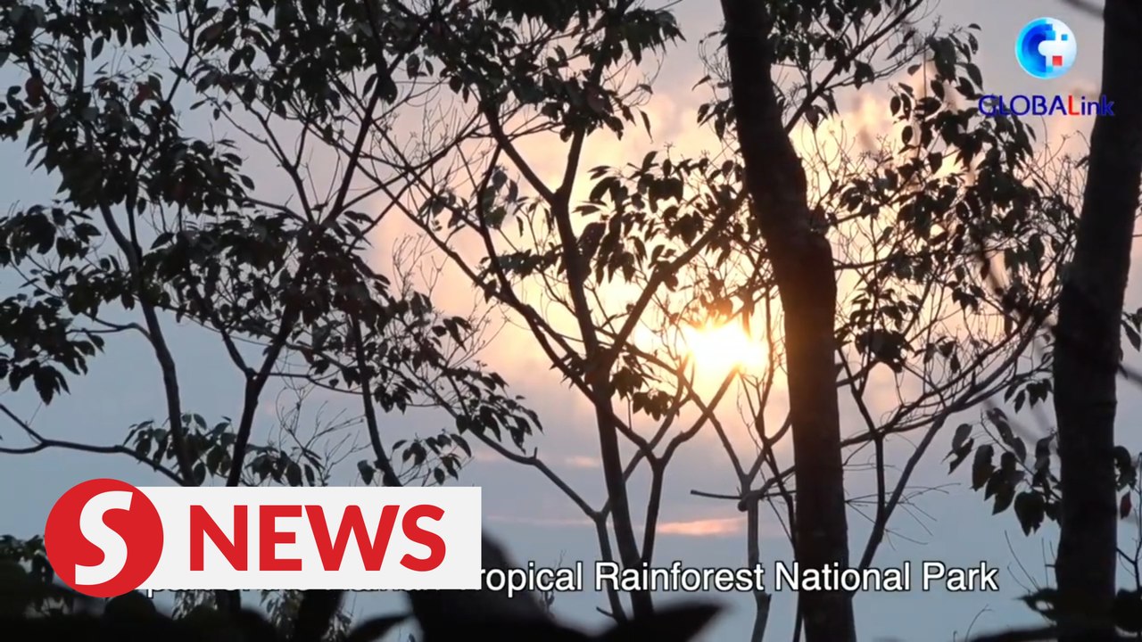 Explore China's tropical rainforest