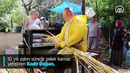 Kandıra'nın şeker kamışı pekmezine rağbet çok