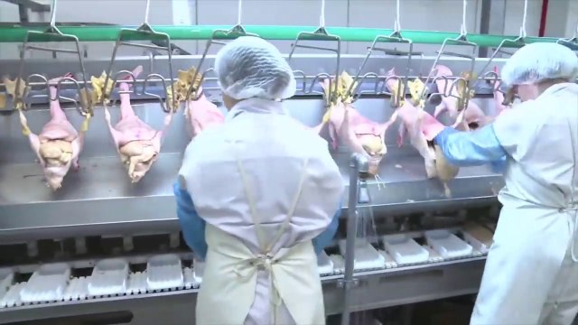 Amazing Goose Farming Technology Produces Meat and Foie Gras - Foie Gras processing in Factory