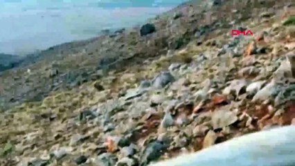 Ayılar koyunlara saldırdı, çoban o anları kaydetti