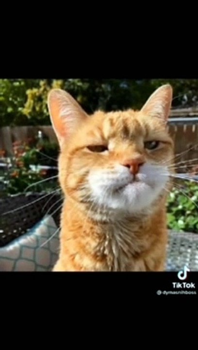 cute cats............