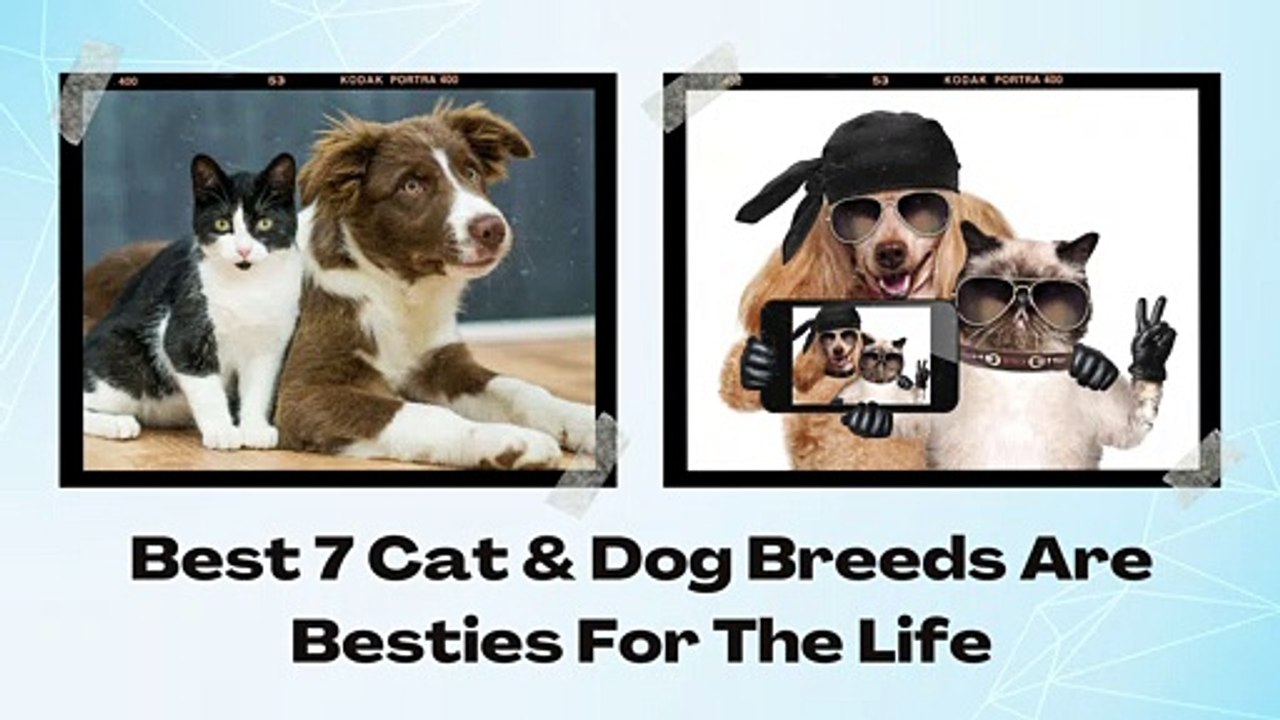 Best 7 Cat & Dog Breeds Are Bestie For The Life