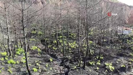 Felaketin rengi siyah, yağışlarının ardından yerini yeşile bırakıyor