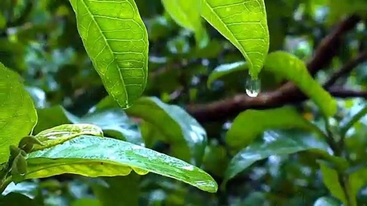 Relaxing moment while Raining outdoors