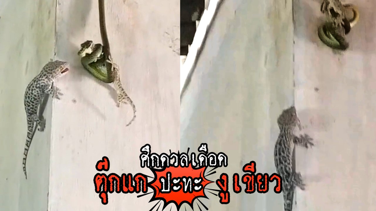 ใครจะอยู่ใครจะไป งูเขียว VS ตุ๊กแก ตอนจบพีคมาก !