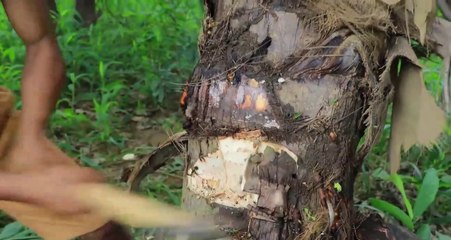 Life In Jungle | Building Nest Bird