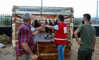 Türk Kızılaydan Manavgat'taki yangından zarar gören ailelere küçükbaş hayvan yardımı