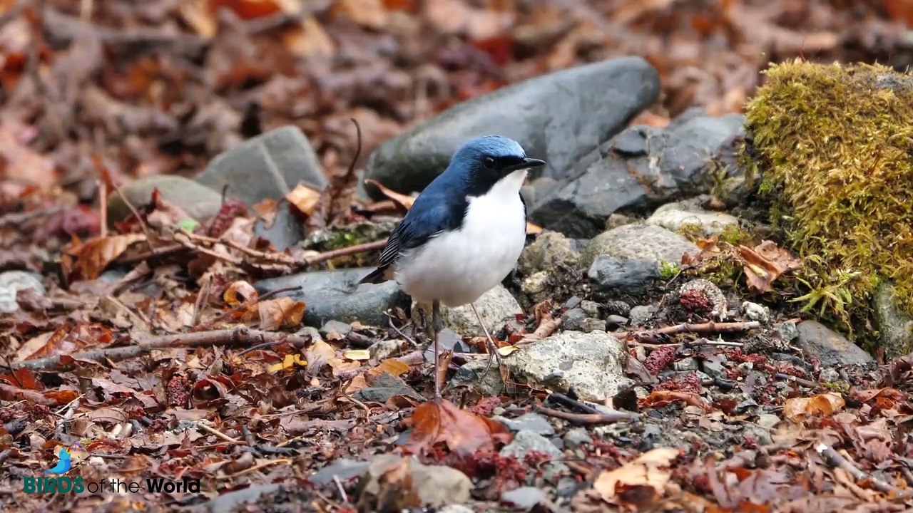Siberian Blue Robin (Larvivora cyane)