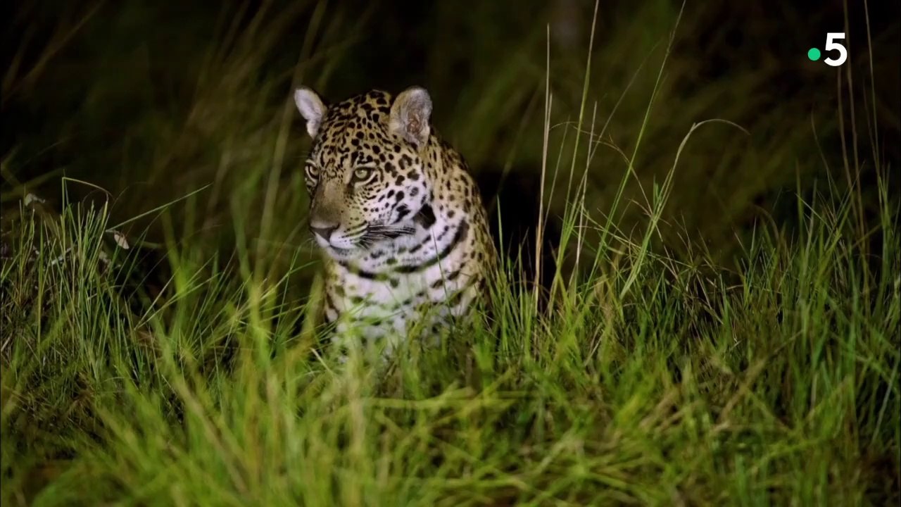 Jaguars en danger