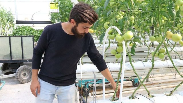 Sıcak su ile yıllık 1200 ton domates üretiyor