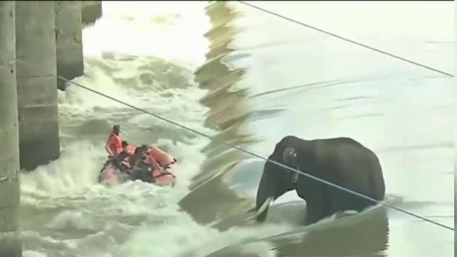 Odisha: Reporter dies after boat to rescue elephant capsizes