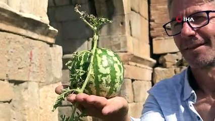 2 bin yıllık surların içinden çıktı, kimse koparmaya kıyamadı