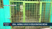 Penampakan Harimau Sumatera di Medan Zoo yang Kurus Karena Sakit