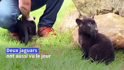 Naissance de pumas, jaguars et saïmiris du Pérou en captivité