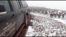 Allahuekber Dağları'nda kar ve tipide mahsur kalan iki çoban kurtarıldı