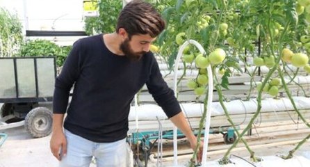 Sıcak su ile yıllık 1200 ton domates üretiyor