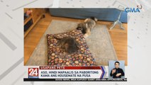 Aso, hindi mapaalis sa paboritong kama ang housemate na pusa | 24 Oras Weekend