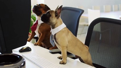 Funny and Smart Dogs are watching film on computer
