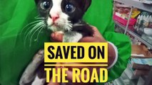 Bob, cute little kitten rescued from being run over on the road