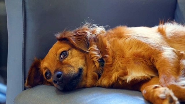 Two American dog searching something new & both they are spending quality time | Dog sitting on a sofa | Dog Dancing in the room