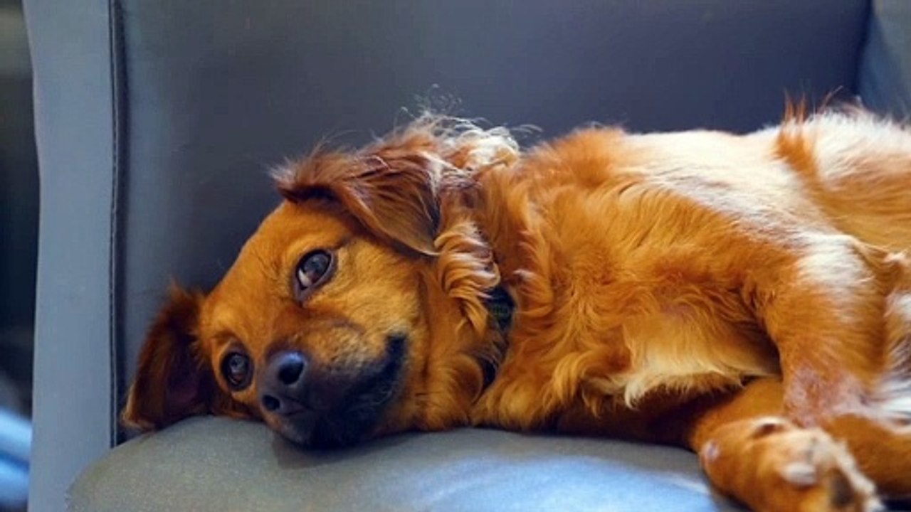 Two American dog searching something new & both they are spending quality time | Dog sitting on a sofa | Dog Dancing in the room