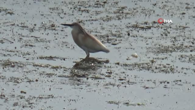 Son dakika haberleri: Suları sığlaşan Beyşehir Gölü kıyıları belgesel filmlerini aratmıyor