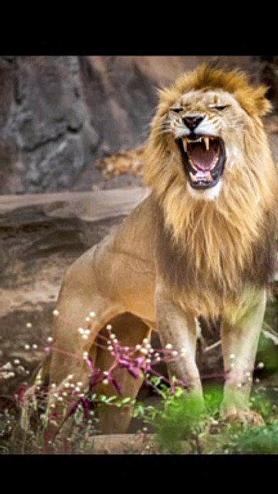 Lion attacks   