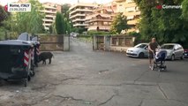 Wild boars hog limelight as they roam around Rome