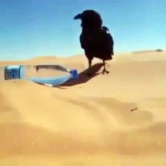 شاهد ذكاء الغراب ! Watch the intelligence of the crow!