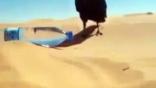 شاهد ذكاء الغراب ! Watch the intelligence of the crow!