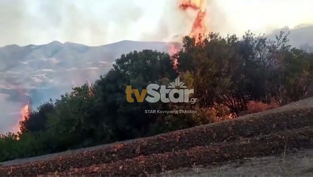Φθιώτιδα: Μεγάλη φωτιά σε εξέλιξη - Στον αέρα και τα PZL
