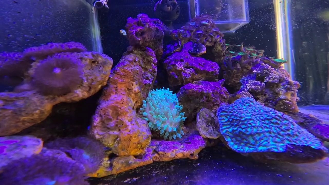 New members for my marine tank