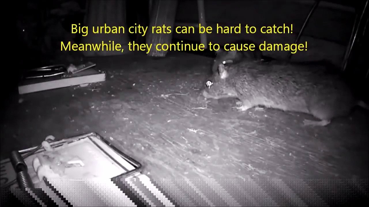 SAW TOOTH RAT TRAP. PROTECT YOUR HOME. DEMONSTRATION