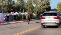 Massive Bull Elk Causes Traffic Jam in Estes Park