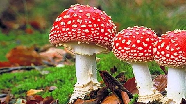 World’s Deadliest l Fly Agaric l Amanita Muscaria l I Memory