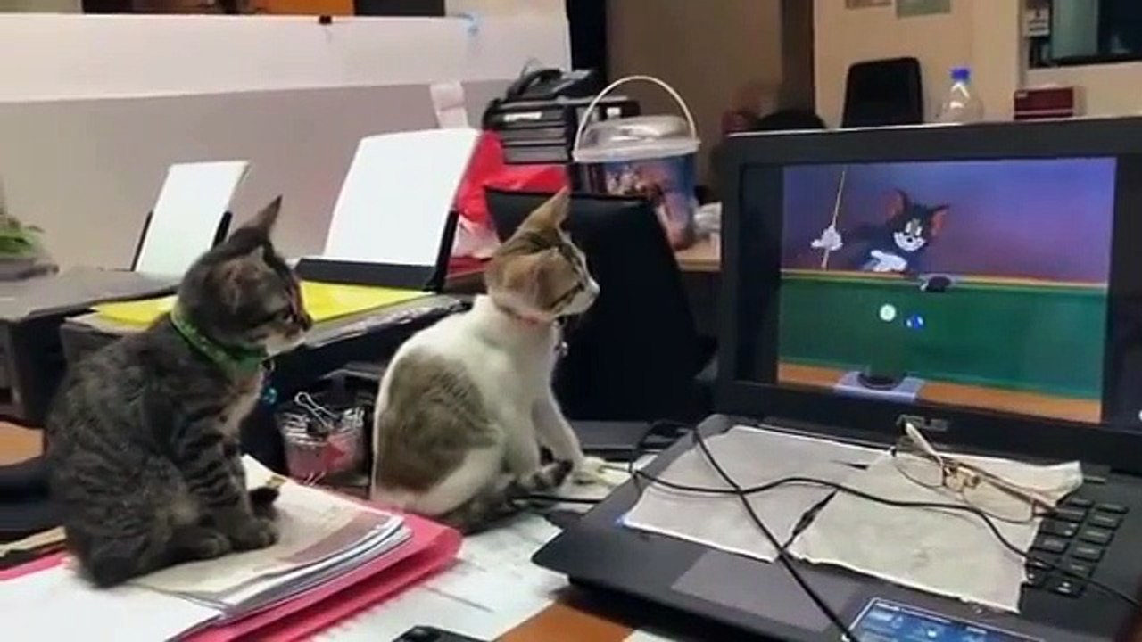 Two cats watching cartoon